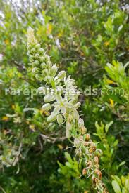 Image result for Albuca virens