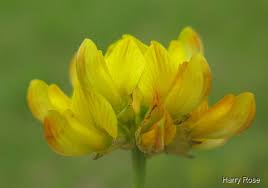 Image result for Indigofera bainesii