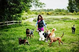 And captain america's love interest). Top Best Male And Female Dog Names Pick Most Popular Boy Girl Puppy Name