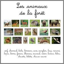 Images Classifiees Et Nomenclatures Pour Travailler Sur Les Animaux De La Foret Leur Nom Male Femelle Peti Animaux Foret Empreinte Animaux Imagier Animaux