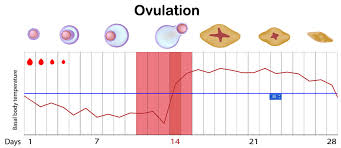 Ovulation Calculator Pregnancy Due Date