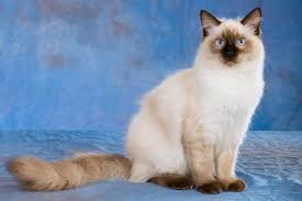 Buy loving, furry, cute and cuddly ragdolls here. Ragdoll Cats And Kittens For Sale In The Uk Pets4homes