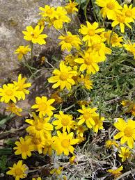 Image result for Hirpicium gracile