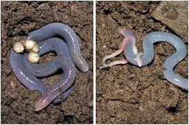 Caecilians are a group of limbless, vermiform or serpentine amphibians. Caecilians Unusual Interesting And Perhaps Venomous Amphibians Owlcation