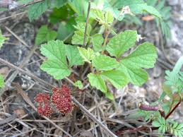 Image result for Vitaceae