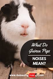 Pin On Guinea Pigs Behavior