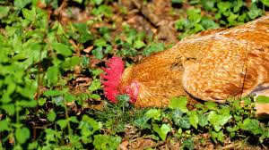 Bird, Rooster, Chicken, Sleep