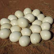 We did not find results for: Fresh Fertile Ostrich Eggs And Chicks For Sale Buy Fertile Ostrich Eggs Fresh Fertile Ostrich Eggs For Sale Ostrich Chicks And Fertile Eggs Product On Alibaba Com
