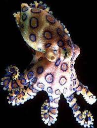 The Blue Ringed Octopuses Genus Hapalochlaena Are Three Or Perhaps Four Octopus Species That Live In Tide P Beautiful Sea Creatures Octopus Ocean Creatures