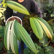 Image result for Curculigo latifolia