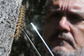 Encontradas no Lago Sul mais de 200 lagartas com veneno capaz de matar