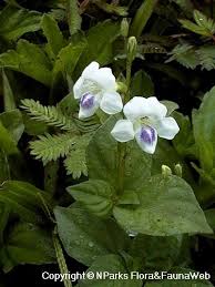 Image result for Asystasia malawiana