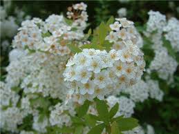 Image result for Spiraea prunifolia
