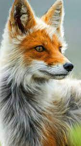 However, to become a pro shortcuts builder, you need to know about url scheme names. Fox Iphone Wallpaper Kolpaper Awesome Free Hd Wallpapers