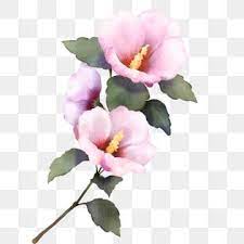 Hibiscus Flower Png Images Vector And Psd Files Free Download On Pngtree In 2020 Flower Png Images Flower Clipart Flower Graphic Design