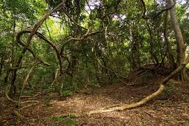 Image result for Dalbergia fischeri