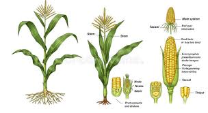 Image result for Zea mays