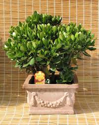 More images for how to start a jade plant » How To Grow A Jade Plant Dengarden