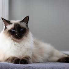 Whisker city wipes are available at petsmart. Balinese Cat Full Profile History And Care