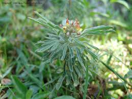 Image result for Crotalaria cephalotes