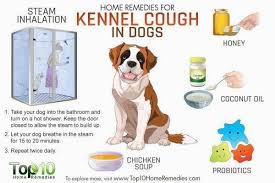 Dog Coughing In 2020 Cough Remedies Home Remedy For Cough Dog Coughing