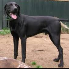 Looks Like Gus Our Black German Short Hair Hunting Dog German Shorthaired Pointer German Shorthair Puppy Facts