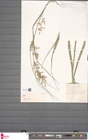 Image result for Xerophyta pauciramosa