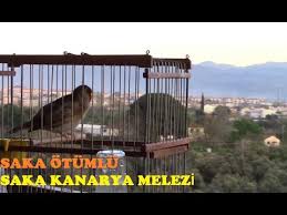 Saka Melezinin Muhtesem Aksamustu Otusu Dinle Ruhun Dinlensin Youtube