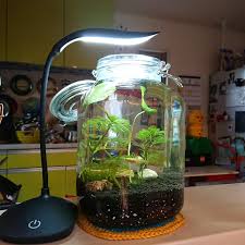 ボトリウム メダカ