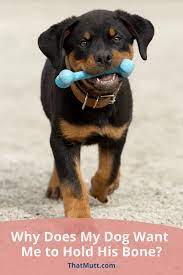 Why Does My Dog Want Me To Hold His Bone While He Chews