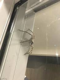 Then, provide a suitable cage for your spider with hiding spots and a heating lamp. Family Terrorised By Spider Hold Cat To The Huntsman Daily Mail Online