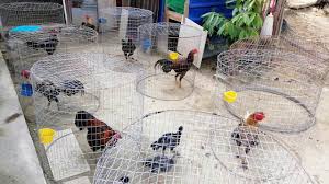 Bagitu juga dengan ayama aduan yang memiliki ciri batu rantai.ayam aduan bisa di sebut batu rantai apabila ayam tersebut memiliki ciri sebagai berikut. Ayam Batang Kaki Farm 1 Youtube