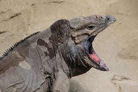 Rhinoceros Iguana Iguana Reptiles Animals