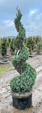 Image result for spiral cut juniper trees
