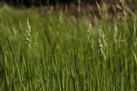 Image result for Cyphia lasiandra