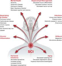 Select files or add your book in . Frontiers The Potential Role Of Inflammation In Modulating Endogenous Hippocampal Neurogenesis After Spinal Cord Injury Neuroscience