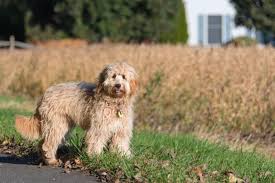 Pekingese will stand out every time you join competitions. English Teddy Bear Goldendoodle Everything You Need To Know
