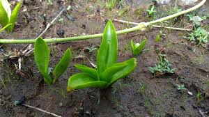 Image result for Ophioglossum costatum