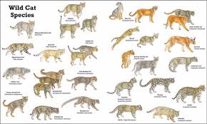 The serval is generally found in most parts of africa excluding the arid desert regions to the north around the sahara. Serval Cat Bengal Thailand Home Facebook
