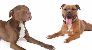 53,310,294 likes · 74,898 talking about this. Staffordshire Bull Terrier Vs Pitbull Which Is Best