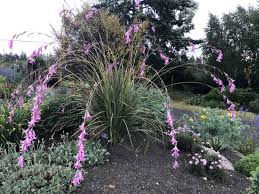 Image result for Dierama formosum/plowesii intermediates