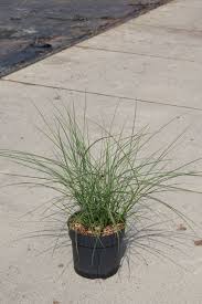 Um die pflege winterharter ziergräser im garten braucht man kein großes gewese zu machen. Chinaschilf Ziergras Red Cloud Miscanthus Sinensis Red Cloud Gunstig Online Kaufen