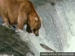 Bears Gifs It was created by the leo burnett agency in london, directed by danny kleinman of spectre. bears gifs