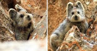 Rare Animal Known As The Magical Rabbit Is Spotted For The First Time In 20 Years Most Endangered Animals Rare Animals Cute Endangered Animals