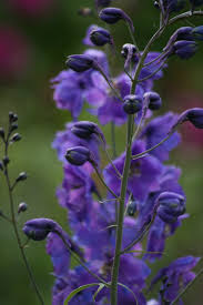 Questa foto è una foto di fiore blu, fiore selvatico, schema. Giardino Come Grattacieli Tra I Fiori Le Svettanti Spighe Azzurre