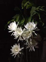 Reddit Gardening My Mom S Queens Of The Night Are Blooming And They Smell Amazing Night Blooming Flowers Night Flowers Strange Flowers