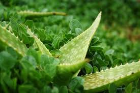 Image result for free pictures of aloe vera