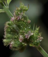 Image result for Mesosphaerum pectinatum