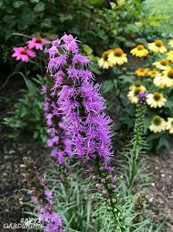 Maybe you would like to learn more about one of these? Purple Perennial Flowers 24 Brilliant Choices For Gardens