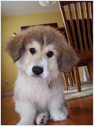 They dog lives up to 12 years and it is great for sledge racing, helping with some work at home and guard your countryside house. How To Buy A Great Pyrenees Mix On A Tight Budget Dog Breed